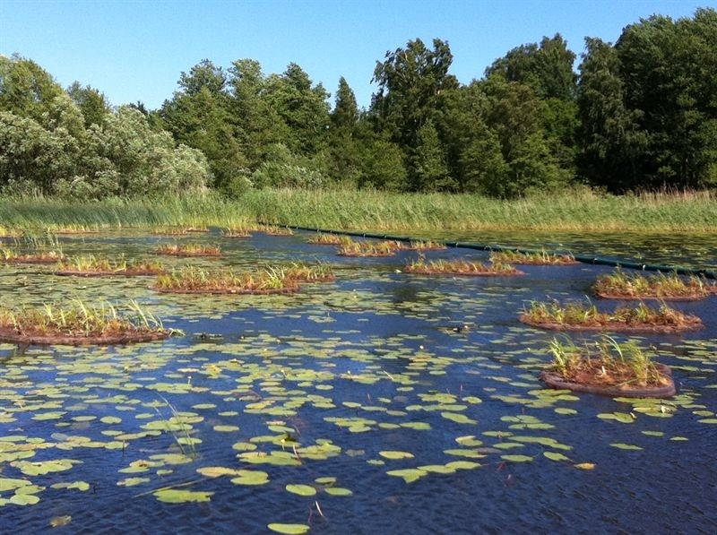 Flytande våtmarker renar dagvattnet i Täby