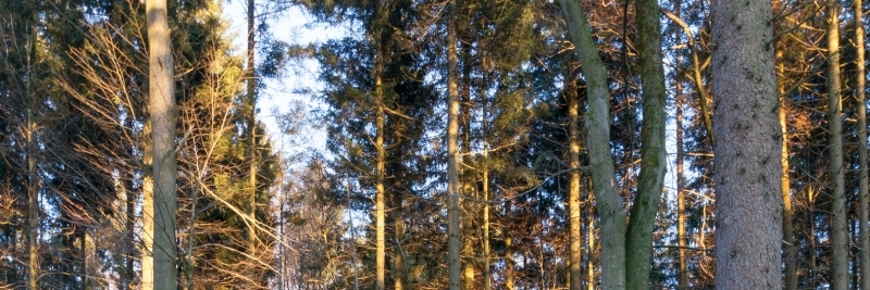 Nytt etappmål för skogsskydd kritiseras