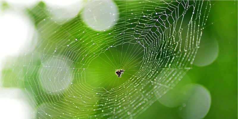 Spindelväv ska utmana textilindustrin