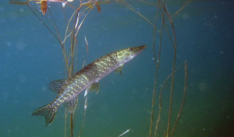 Ny forskning om insjöfisk: Kvicksilverhalterna minskar