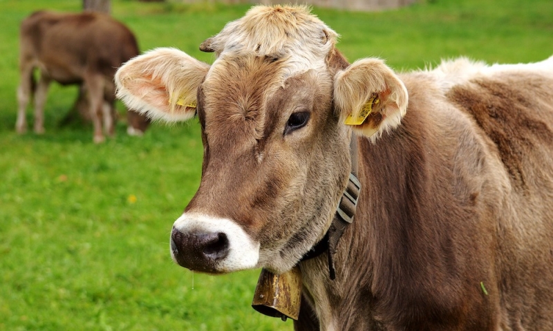 En halv miljard mer till fossilfritt i vårbudget