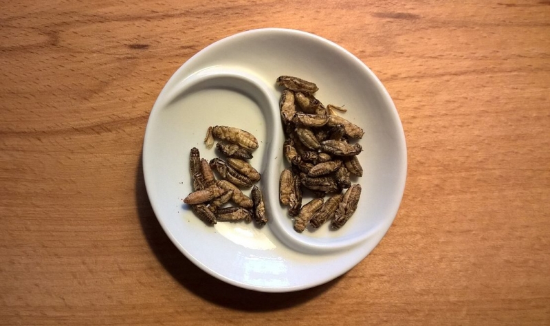 Syrsor kan bli framtidens föda