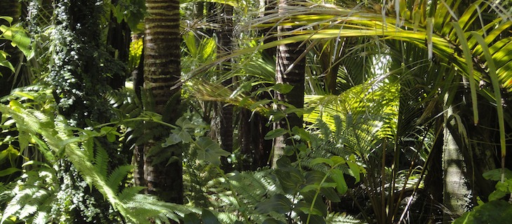 Får pris för att hon skyddar Amazonas