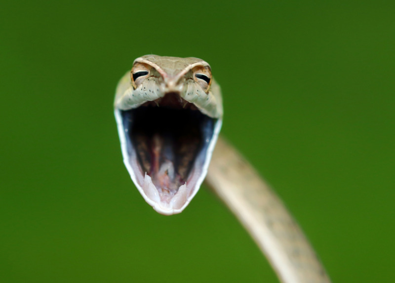 Title: Laughing Snake