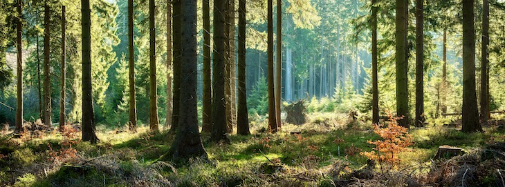 EU-svepet: Avskogning i fokus under miljörådsmöte