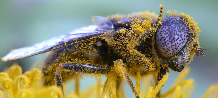 Ny studie: Fler insekter än tidigare känt bidrar till pollinering