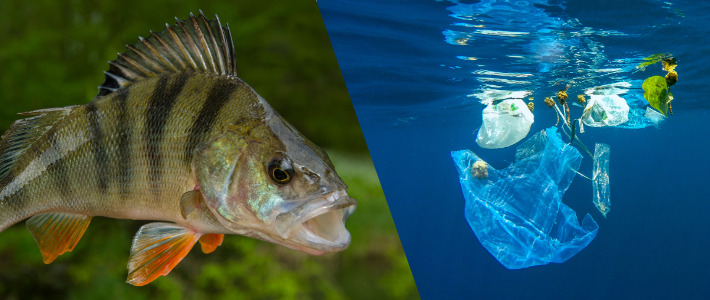 Nedbrytbar plast miljöfarlig – får fiskar att bete sig annorlunda