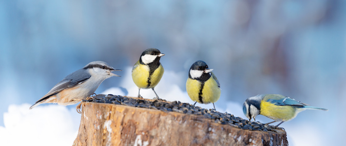Så går det för Sveriges fåglar – tecken på ljusare framtid  
