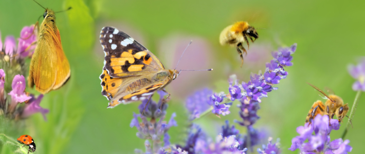 Nytt initiativ ska få företag att sätta vetenskapliga mål för naturen