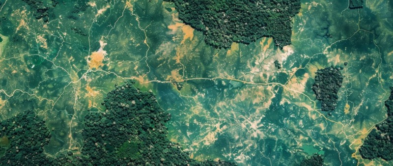 Kaffebolag lanserar gemensam karta för att stoppa avskogning