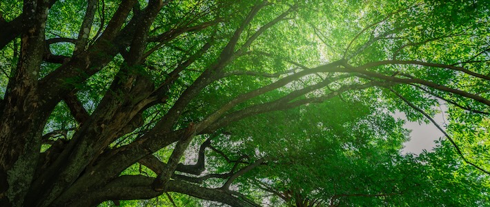 Så hittar du trovärdiga koldioxidkrediter – fyra principer att följa