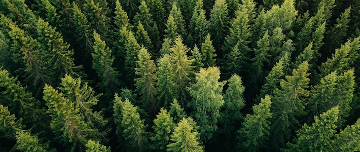 De fick Svenska greenwashpriset 2025