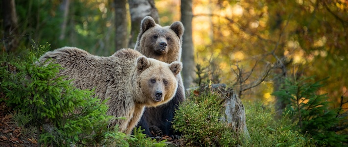 Ny global standard för återförvildning – så använder du IUCN:s riktlinjer i praktiken