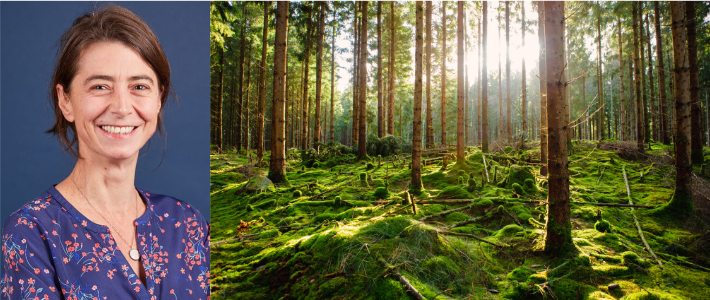 Guide: Så mäter du biologisk mångfald med nya Iso 17298