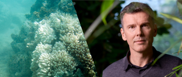 Forskare: Världens korallrev nära kritisk gräns – men ännu inte bortom räddning