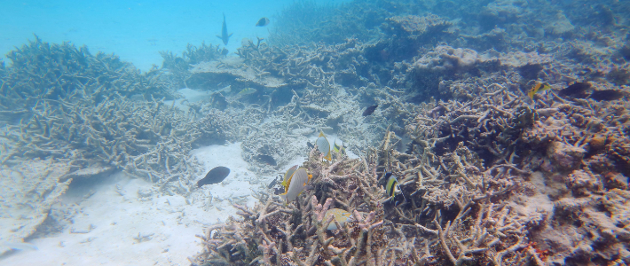 Ny rapport: Världen har passerat kritisk gräns – korallrev i massdöd