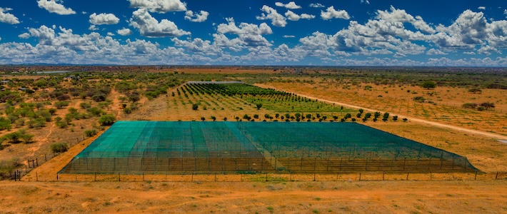 Swedwatch: EU måste stoppa exporten av förbjudna bekämpningsmedel