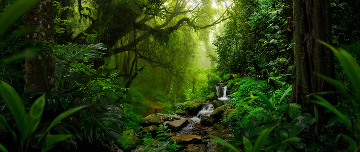 Ny global fond ska skydda tropiska skogar