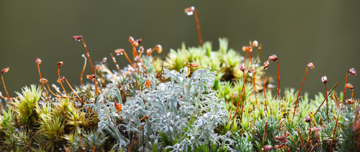 DNA från gamla luftprover avslöjar klimatets påverkan