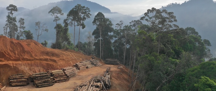 Guide: Så bygger du avskogningsfria leverantörsled