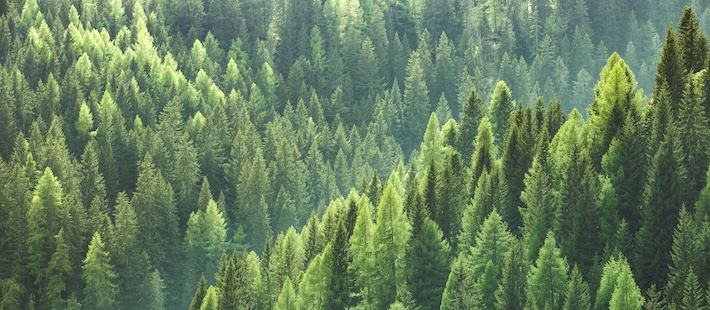 SLU-studie kopplar minskat kväve i skog till stigande koldioxid