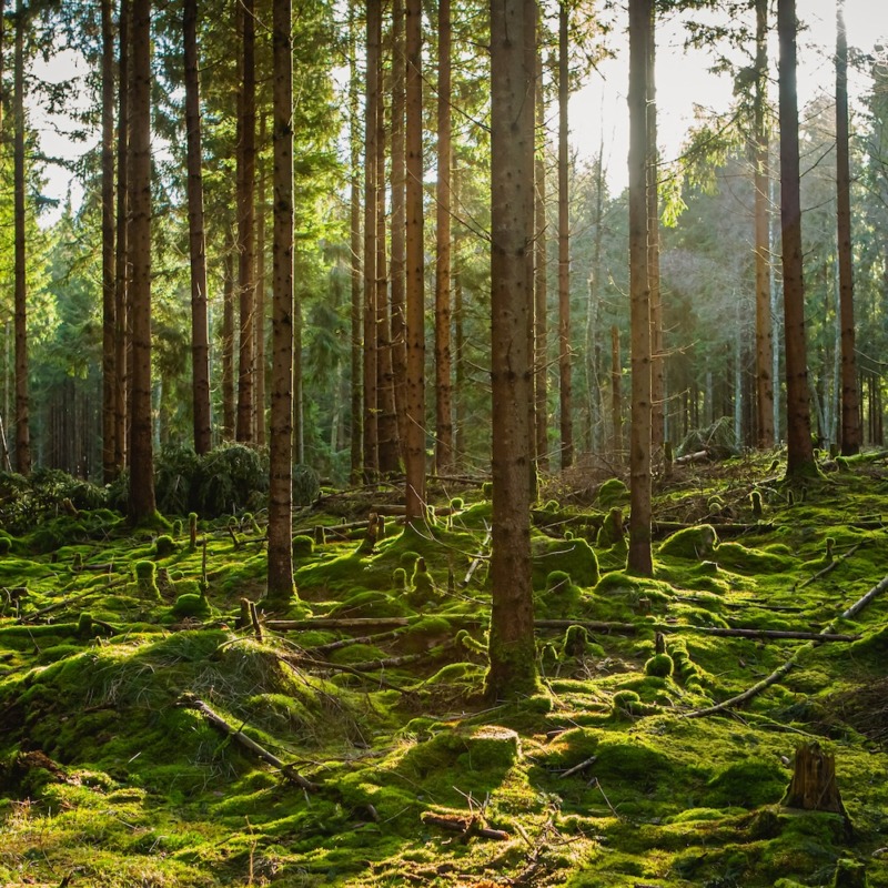 Regeringen går vidare med artskyddsförslaget – här är detalljerna