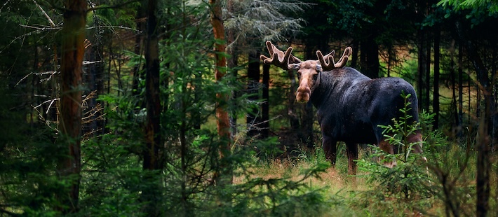 Biologisk mångfald flyttar in i affären – så kommer företag i gång