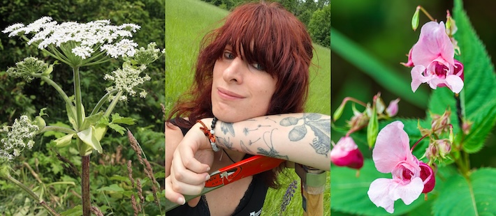 Trenden: Allt fler kommuner betalar invånare för att bekämpa invasiva arter