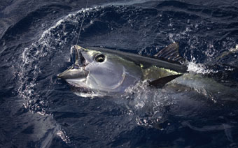 Handel med blåfenad tonfisk kan förbjudas